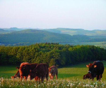 Appartamento Panorama Gasthof Stemler Eulenbis Esterno foto