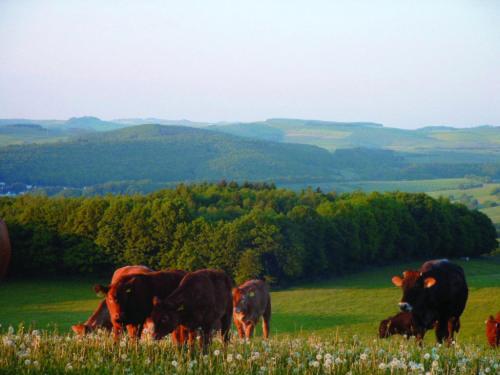 Appartamento Panorama Gasthof Stemler Eulenbis Esterno foto